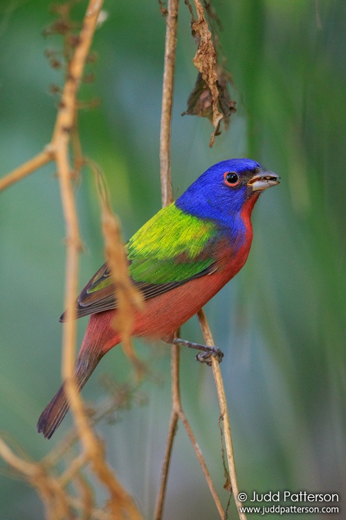 Painted Bunting, Green Cay Wetlands, Florida, United States
